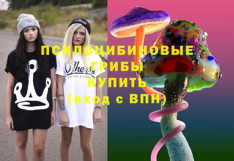 Псилоцибиновые грибы Psilocybe  Калязин 